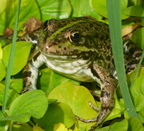 Grenouille verte -Pelophylax kl. esculentusJardin Jouy P1250023