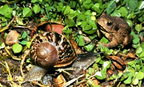Amphibien CEN -Tête à tête Crapelet  bufo bufo -escargot-Jardin Jouy 10-28-04 