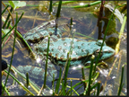 Grenouille verte  Pelophylax kl. esculentus-étang Jouy --11