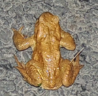 Bufo bufo Crapaud  commun -retour post nuptial 05-04-03
