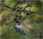 DFV 0050 (2).Mésange bleue-Eurasian Blue Tit-06102025-Martial Queyrie