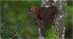 DFV 0019.Ecureuil roux-Red Squirrel-08102025-Martial Queyrie