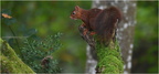 DFV 0019 (2).Ecureuil roux-Red Squirrel-08102025-Martial Queyrie