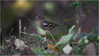 DFV 0189.Pinson des arbres-Eurasian Chaffinch-17102025-Martial Queyrie