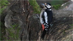 DFV 0163.Pic Epeiche-Great Spotted Woodpecker-17102025-Martial Queyrie