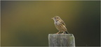DFV 0200.-Pipit Farlouse-Pipit Meadow-22102025-Martial Queyrie