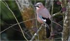 DFV 0018 (1).Geai des Chênes-Eurasian Jay-27102025-Martial Queyrie