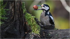DFV 0144.Pic Epeiche-Great Spotted Woodpecker-30102025-Martial Queyrie