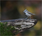 DFV 0019.Mésange Huppée-Crested Tit-30102025-Martial Queyrie