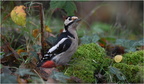 DFV 0182 (1) (1).Pic Epeiche-Great Spotted Woodpecker-30102025-Martial Queyrie
