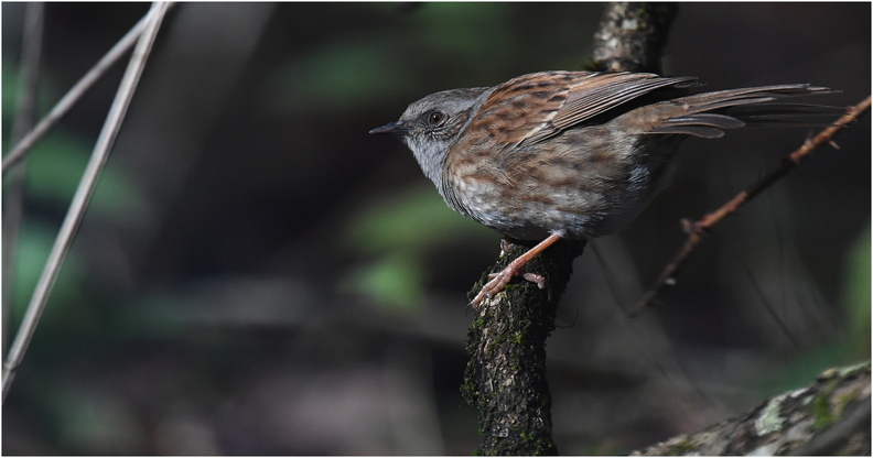 DFV 0214 (1).Accenteur Mouchet-Dunnock-24112025-Martial Queyrie