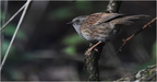 DFV 0214 (1).Accenteur Mouchet-Dunnock-24112025-Martial Queyrie