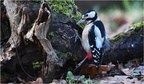 DFV 0288.(2).Pic Epeiche-Great spotted woodpecker-26112025-Martial Queyrie