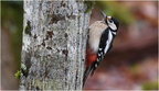 DFV 0067 (1).Pic Epeiche-Great Spotted Woodpecker-19122025-Martial Queyrie