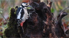 DFV 0248 (2).Pic Epeiche-Great Spotted Woodpecker-19122025-Martial Queyrie