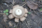 geastrum-sp#2 ile-de-le-folie S-Lebreton