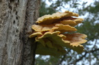 polypore-soufré#3 ile-de-le-folie S-Lebreton