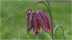 DVF 0194 (7).Fritillaire pintade-Fritillaria meleagris-09032026-Martial Queyrie