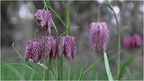 DVF 0175 (1).Fritillaire pintade-Fritillaria meleagris-09032026-Martial Queyrie