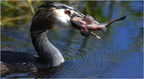 DFV 0029.Grèbe Huppé-Great Crested Grebe-29042026-Martial Queyrie