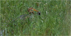 DFV 0452 (1).Héron pourpré-Purple Heron-05052026-Martial Queyrie