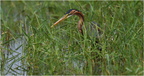 DFV 0437.Héron pourpré-Purple Heron-05052026-Martial Queyrie