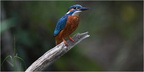 DFV 0022 (1).Martin Pêcheur-Kingfisher-13052026-Martial Queyrie