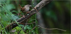 DFV 0796.Troglodyte mignon-Eurasian Wren-11052026-Martial Queyrie