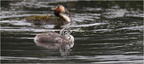 DFV 0131 (2).Grèbes huppés-Great Crested Grebe-11052026-Martial Queyrie