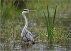 DFV 0518.Héron cendré-Grey Heron-11052026-Martial Queyrie