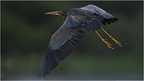 DFV 0696.Héron pourpré-Purple Heron-11052026-Martial Queyrie