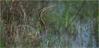 DFV 0691.Héron Pourpré-Purple Heron-11052026-Martial Queyrie