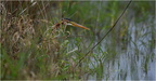 DFV 0666.Héron Pourpré-Purple Heron-11052026-Martial Queyrie