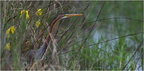 DFV 0631.Héron Pourpré-Purple Heron-11052026-Martial Queyrie