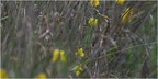 DFV 0590.Héron pourpré-Purple Heron-11052026-Martial Queyrie (1)