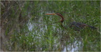 DFV 0585.Héron pourpré-Purple Heron-11052026-Martial Queyrie