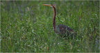 DFV 0584.Héron pourpré-Purple Heron-11052026-Martial Queyrie