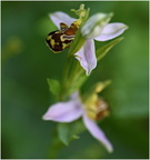 DVF 0038 (2).Ophrys Abeille-Ophrys Apifera-25052026 Garden-Martial Queyrie