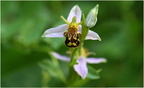 DVF 0001 (1).Ophrys Abeille-Ophrys Apifera-25052026 Garden-Martial Queyrie