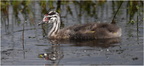DFV 0153.Grèbe Huppé-Great Crested Grebe young-18052026-Martial Queyrie