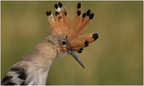 DAb 0419 (1).Huppe fasciée-Eurasian Hoopoe-12062026-Martial Queyrie