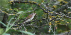 DAb 0244.Pie grièche ecorcheur femelle-Eurasian Shrike-12062026-Martial Queyrie