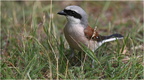 DAb 0217.pie grièche écorcheur-Eurasian Shrike-12062026-Martial Queyrie