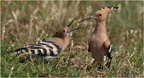 DAb 0532 (2).Huppes fasciées-Eurasian Hoopoe-12062026-Martial Queyrie