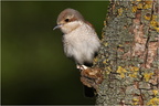 DAc 0960.Pie grièche écorcheur femelle-Red backed shrke-12062026-Martial Queyrie