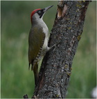 DAi 0068 (1).Pic Vert-European Green Woodpecker-15062026-Martial Queyrie