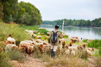 Berger et son troupeau sur les grèves de Loire