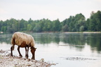 Brebis dans la Loire