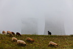 Moutons devant la centrale nucléaire