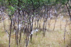 Laine de mouton dans les pruneliers